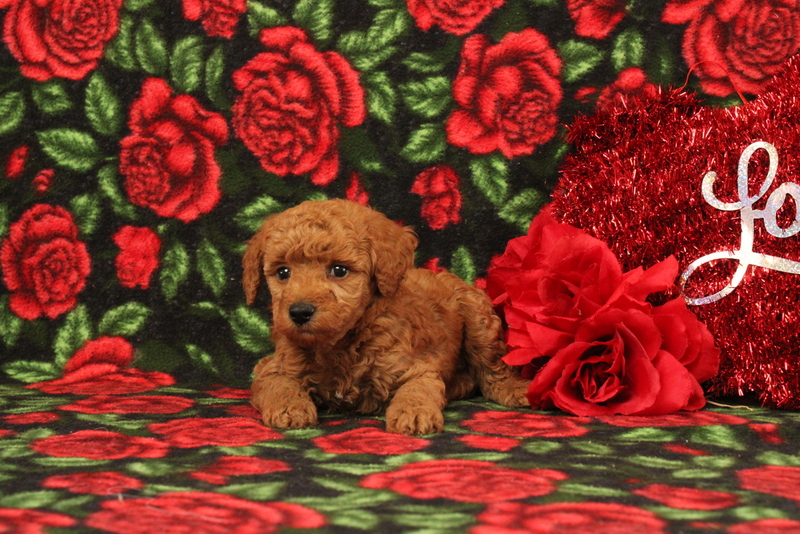 puppy, for, sale, Mini Poodle, Matthew B. Stoltzfus, dog, breeder, Gap, PA, dog-breeder, puppy-for-sale, forsale, nearby, find, puppyfind, locator, puppylocator, aca